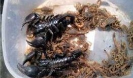 蝎子 在线观看,揭秘神秘生物的生存智慧与致命魅力